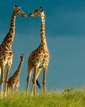Image: Giraffes, long neck, Savannah, Africa, wildlife, sky, grass