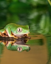 Image: tree frog, wood frog, water, reflection, grass