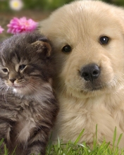 Картинка: Щенок, котёнок, рядом, вместе, дружба, пушистые, трава, цветы