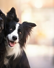 Картинка: Собаки, лабрадор, бордер-колли, морда, уши, две, позируют