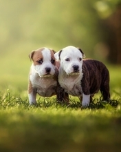 Картинка: Собаки, две, порода, листья, трава, размытый фон