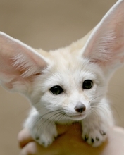 Image: Fenech, Fox, animal, fluffy, fur, eyes, black, big ears
