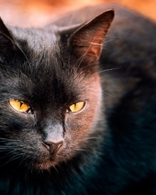 Картинка: Кот, морда, чёрный, глаза, жёлтые
