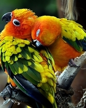 Картинка: Попугаи, птицы, клюв, глаза, перья, пара, любовь
