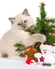 Картинка: Котёнок, голубые глаза, взгляд, лапы, шерсть, ёлочка, иголки, игрушки, снеговик, белый фон