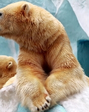 Картинка: Белый медведь, детёныш, хищник, морда, шерсть, профиль