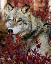 Картинка: Волк, хищник, зверь, морда, взгляд, лес, растения, опасность