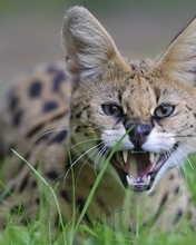 Image: Wild, predator, cat, Serval, canine, in the grass