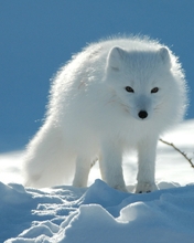 Картинка: Белый, Песец, зима, снег, солнце, зверь, хищник