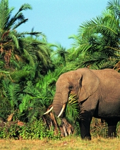 Картинка: Слон, большой, хобот, травоядное, растение, пальма