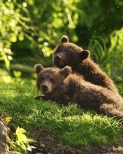 Картинка: Медвежата, два, хищник, лес, трава, деревья, лето, холм
