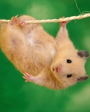 Image: Hamster, fur, eyes, ears, feet, hanging, rope