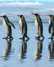 Image: King penguin, coming, five, reflection, color, colorful, ocean