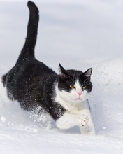 Картинка: Кот, кошка, пушистый, чёрно-белый, бежит, снег, зима