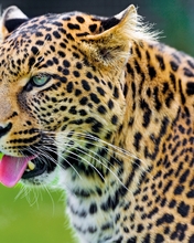 Картинка: Кошка, леопард, усы, язык, пятна