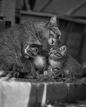 Image: Cat, mom, kittens, care