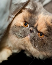 Картинка: Кот, кошка, котик, глаза, персидский, породистый, морда, пушистый, лежит