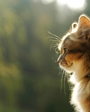 Картинка: Кошка, шерсть, морда, усы, профиль, солнце