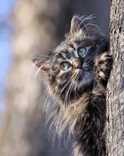 Image: Cat, fluffy, muzzle, wood, hides