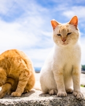 Image: cats, pair, bask, sun, summer, sky