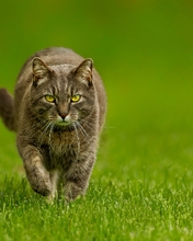 Картинка: Кот, шерсть, лапы, морда, глаза, взгляд, идёт, трава, газон, лето