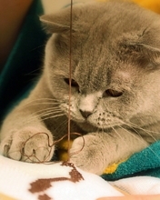 Картинка: Кот, морда, шерсть, вышивание, нитки