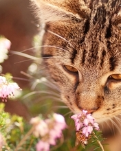 Картинка: Кот, цветы, нюхает, морда