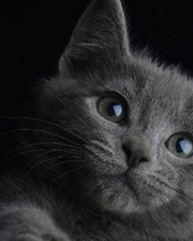Картинка: Котёнок, морда, глаза, серый