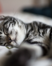 Картинка: Котик, спит, милый, мордочка, полоски