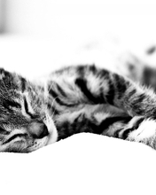Image: Cat, stripes, asleep, ears, paws, fur, lies