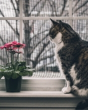 Image: Cat, sitting, window sill, watching, window, flower
