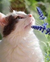 Картинка: Котик, смотрит, цветы, трава