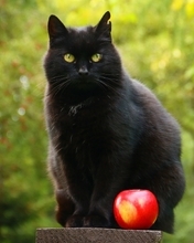 Картинка: Кот, чёрный, ухо, сидит, яблоко, красное, боке