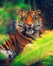 Картинка: Тигр, полосы, клыки, оскал, лежит, морда, глаза, взгляд, хищник, заросли