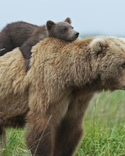 Картинка: Медведица, медвежонок, хищник, шерсть, лапы, нос, голова, глаза