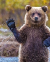 Image: Bear, Grizzly, Alaska, fur, paws, predator, hi, drops, spray, water