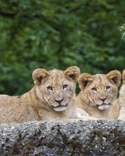 Image: Lioness, muzzle, predators, lying, looking, stone, trees, branches