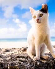 Image: Kitten, white, ears, muzzle, black, sky, clouds