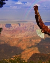 Image: Bird, eagle, flying, wings, predator, altitude, rainbow, sky, canyon