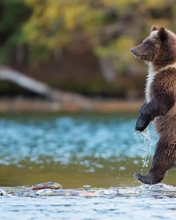 Image: Bear, carnivore, paws, goes, water, lake, fish, stranded