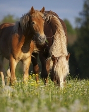 Картинка: Лошадь, пара, едят, трава, поле, боке