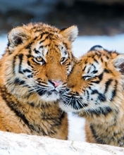 Картинка: Пара, тигрята, морда, полосы, глаза, взгляд, хищник, снег, зима, нежатся