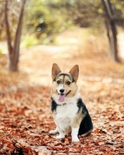 Картинка: Собачка, пёсик, сидит, язык, сухие, опавшие, листья, осень
