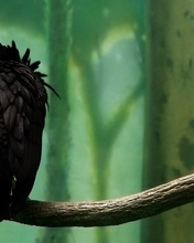 Image: Bird, Raven, trees, branch, sitting