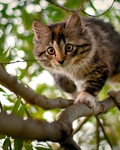 Image: Kitten, fur, furry, paws, eyes, branches, leaves