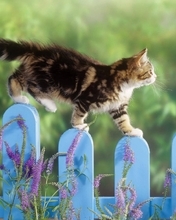 Картинка: Котёнок, лапы, шерсть, забор, растения, трава, идёт