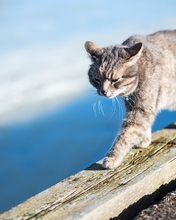 Image: Cat, goes, board, mustache, day, blur