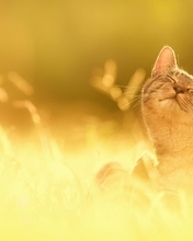 Картинка: Котик, мордочка, греется, солнышко, колосья, размытый фон