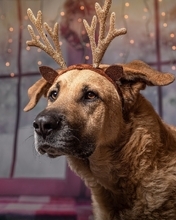 Картинка: Собака, костюм, рога оленя, праздник, огни, окно
