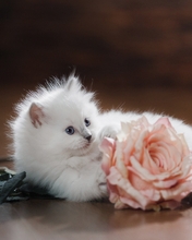 Image: Kitten, white, fluffy, rose, flower, pink